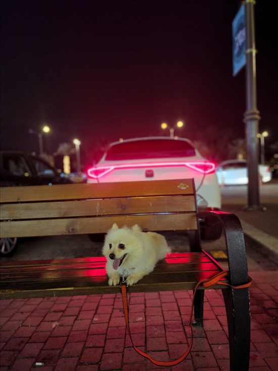 תמונה 1 ,כלבים פומרניאן   לוסי למכירה בטייבה