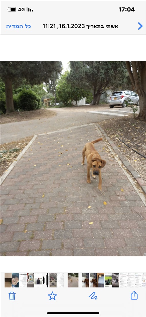 תמונה 1 ,כלבים מעורב   טאי למסירה בפרדס חנה-כרכור