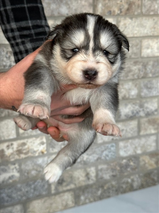 תמונה 6 ,כלבים האסקי סיביר   כלבים  למכירה במגאר