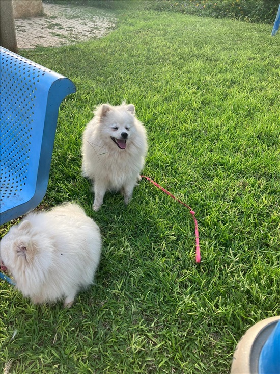 תמונה 4 ,כלבים פומרניאן    למכירה בפרדס חנה-כרכור