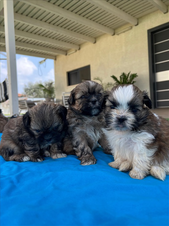 תמונה 3 ,כלבים שי צו   גורי שיצו ♥️ למכירה בבית שקמה