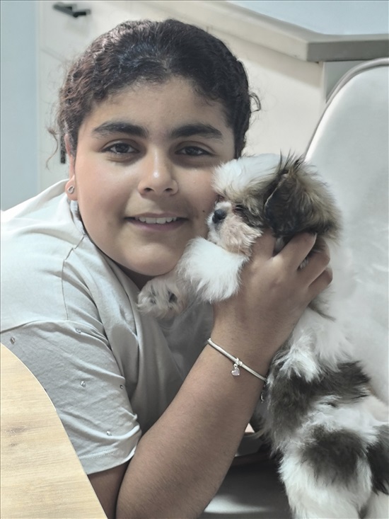 תמונה 3 ,כלבים שיצו   גור שיצו זכר ❣️ למכירה בבית שקמה