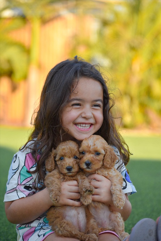 תמונה 4 ,כלבים פודל טוי   גורי פודל טוי 🩷💜🧡 למכירה בבית שקמה