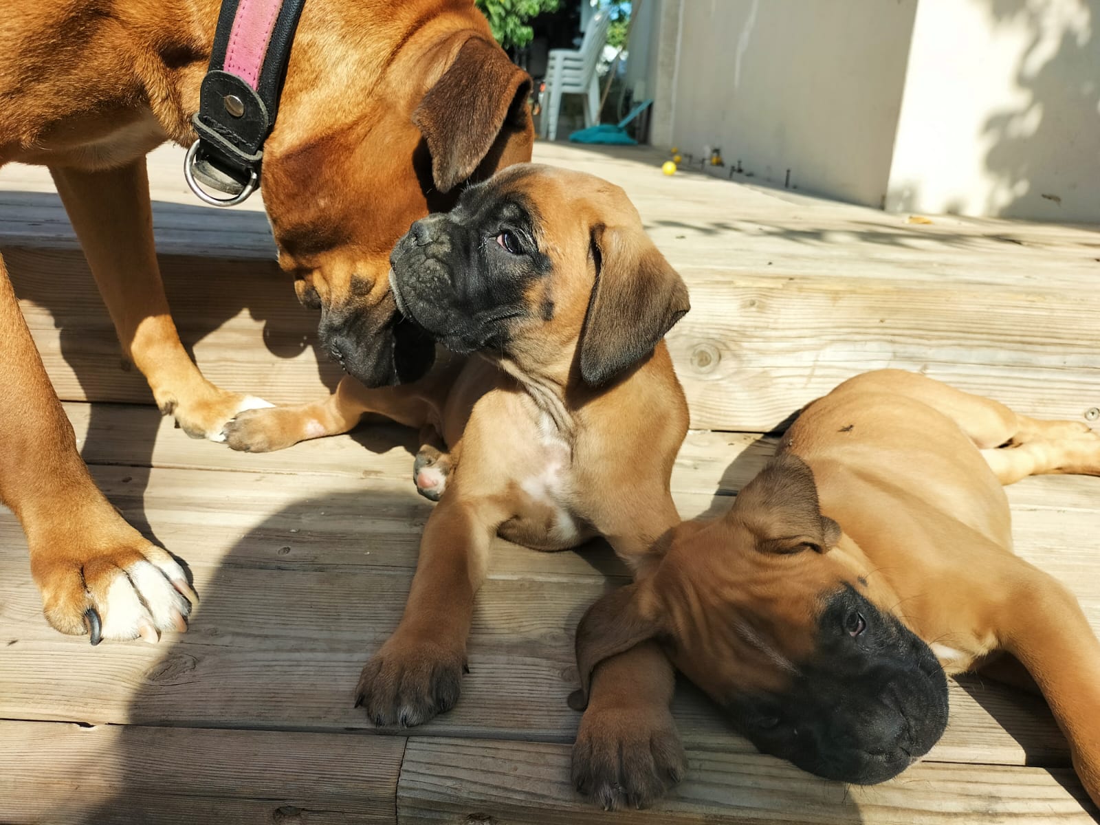 תמונה 2 ,כלבים בוקסר   גורי בוקסר גזעיים למכירה בשער אפרים