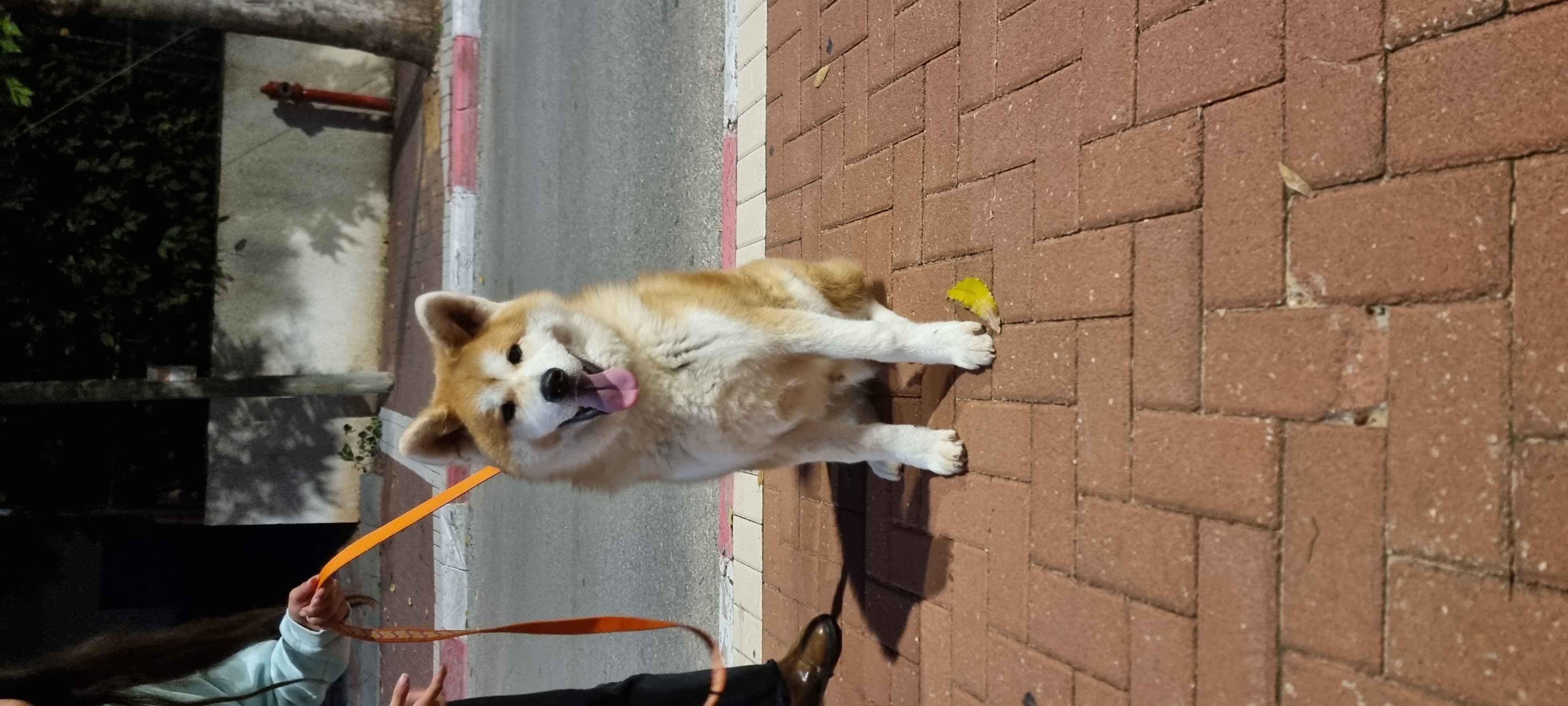 תמונה 5 ,כלבים אקיטה יפני   אקיטה יפני גזעי למכירה בנס ציונה