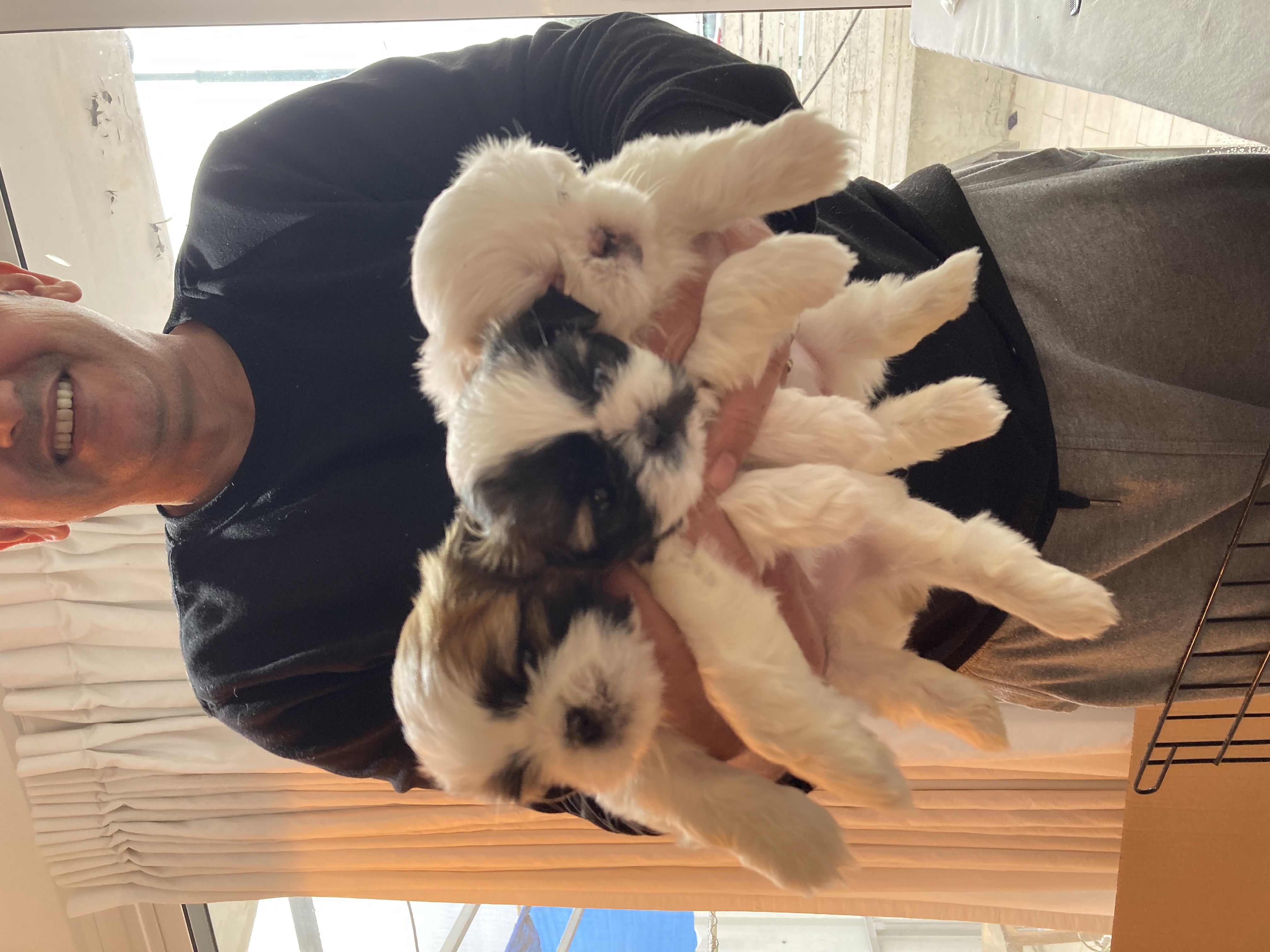 תמונה 3 ,כלבים שי צו   שיצו למכירה בצורן-קדימה