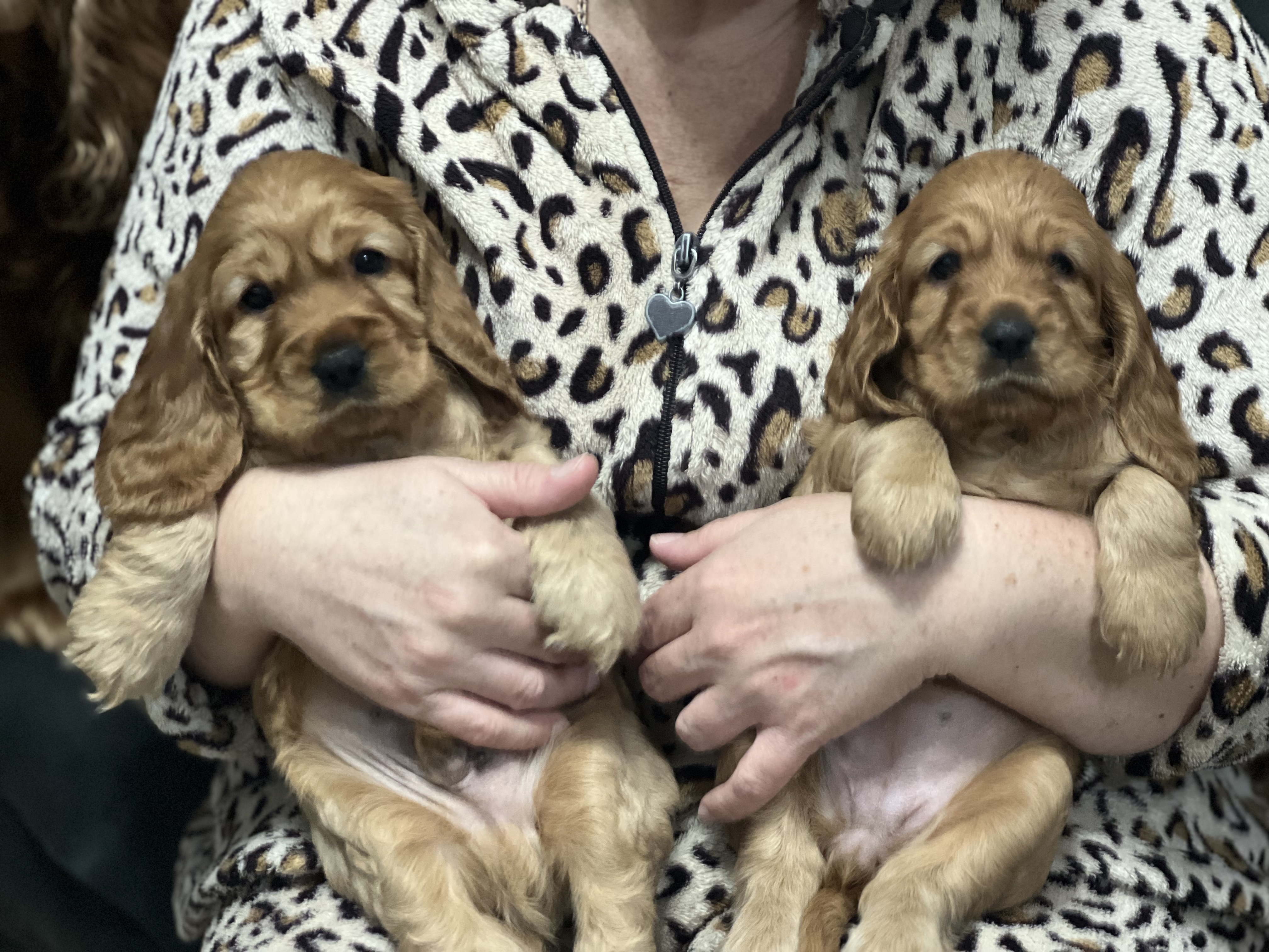 תמונה 1 ,כלבים קוקר ספנייל   קוקר ספניאל  למכירה במעלות-תרשיחא