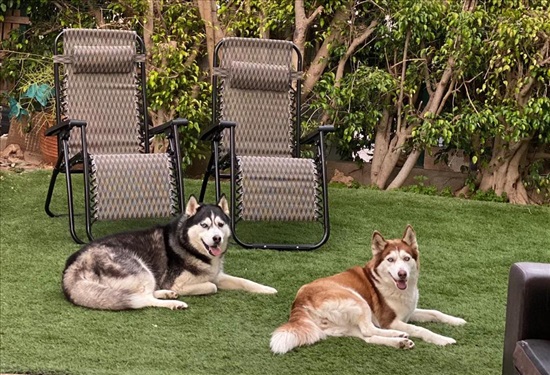 תמונה 4 ,כלבים האסקי סיביר   האסקי סיבירי למכירה באשקלון