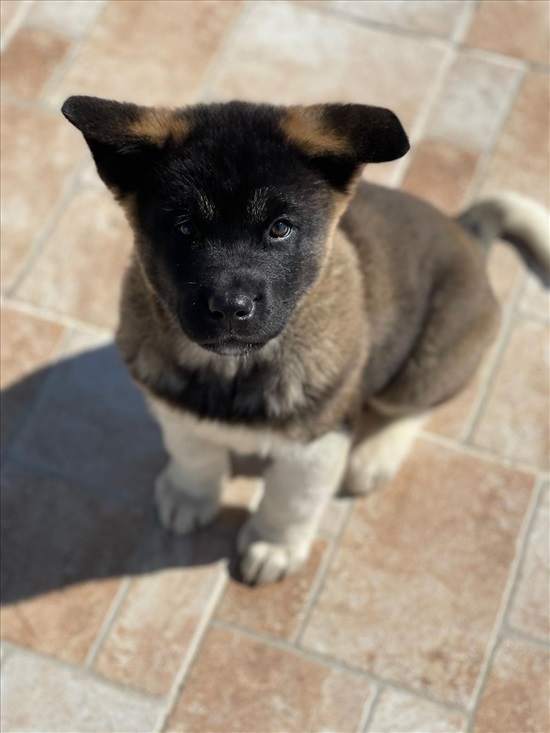 תמונה 1 ,כלבים אקיטה אמריקאי   אלפונסו למכירה בעפולה
