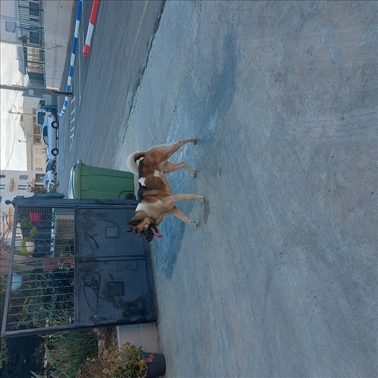 תמונה 1 ,כלבים אקיטה אמריקאי   כלב אקיטה אמריקאי למסירה בבסמת טבעון