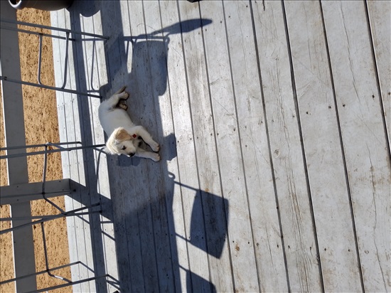 תמונה 2 ,כלבים גולדן רטריבר   לידיי למכירה בטבריה