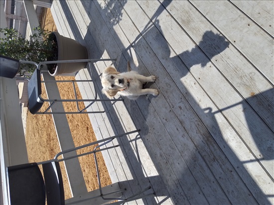 תמונה 5 ,כלבים גולדן רטריבר   לידיי למכירה בטבריה