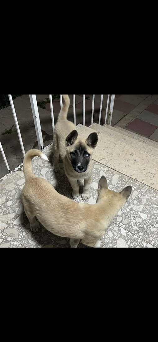 תמונה 6 ,כלבים אקיטה אמריקאי   כנימצ למכירה באבו סנאן
