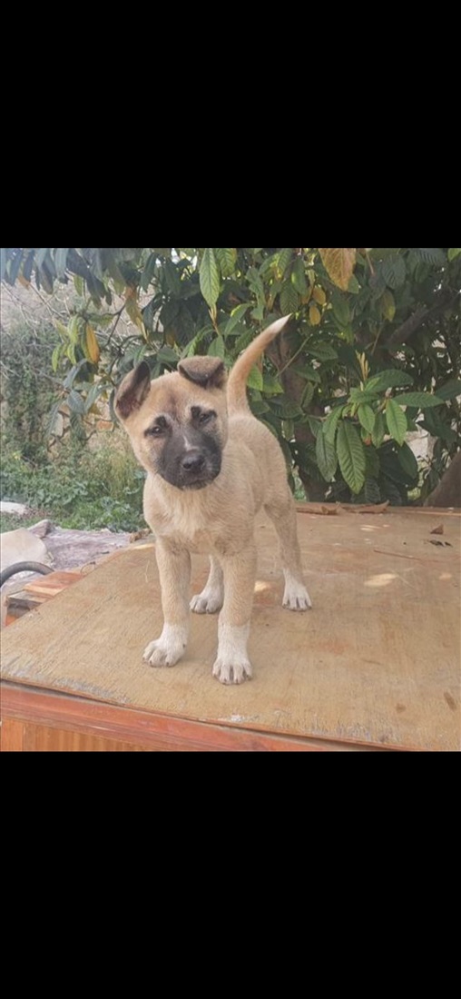 תמונה 7 ,כלבים אקיטה אמריקאי   כנימצ למכירה באבו סנאן