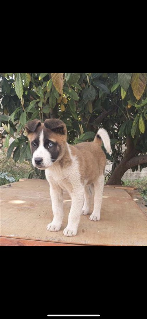 תמונה 5 ,כלבים אקיטה אמריקאי   כנימצ למכירה באבו סנאן