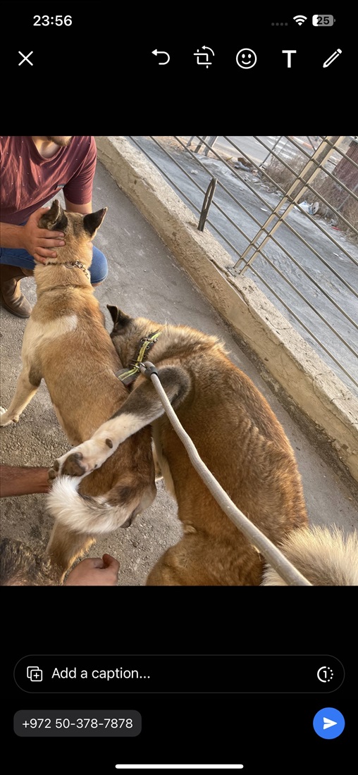 תמונה 1 ,כלבים אקיטה אמריקאי   כנימצ למכירה באבו סנאן