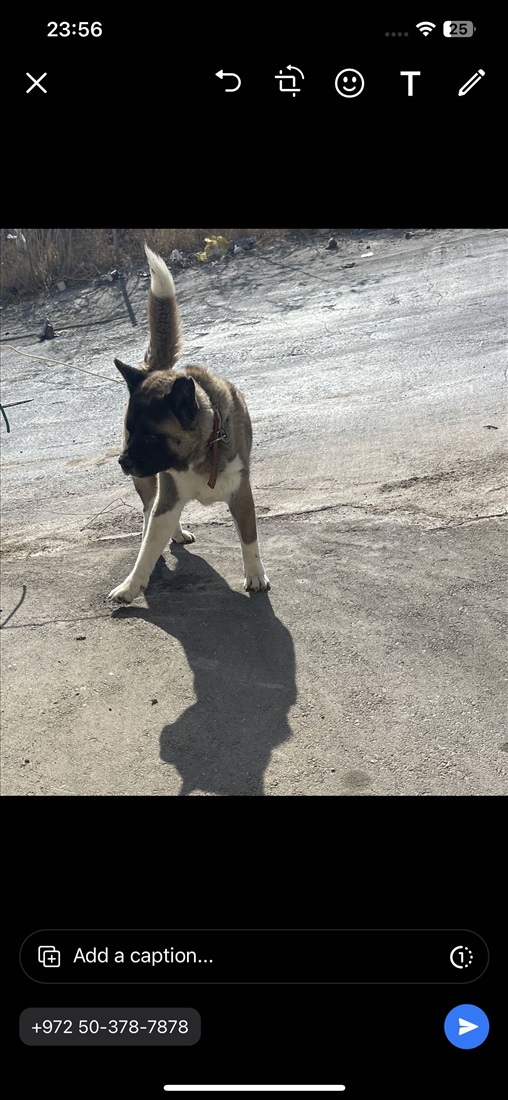 תמונה 3 ,כלבים אקיטה אמריקאי   כנימצ למכירה באבו סנאן