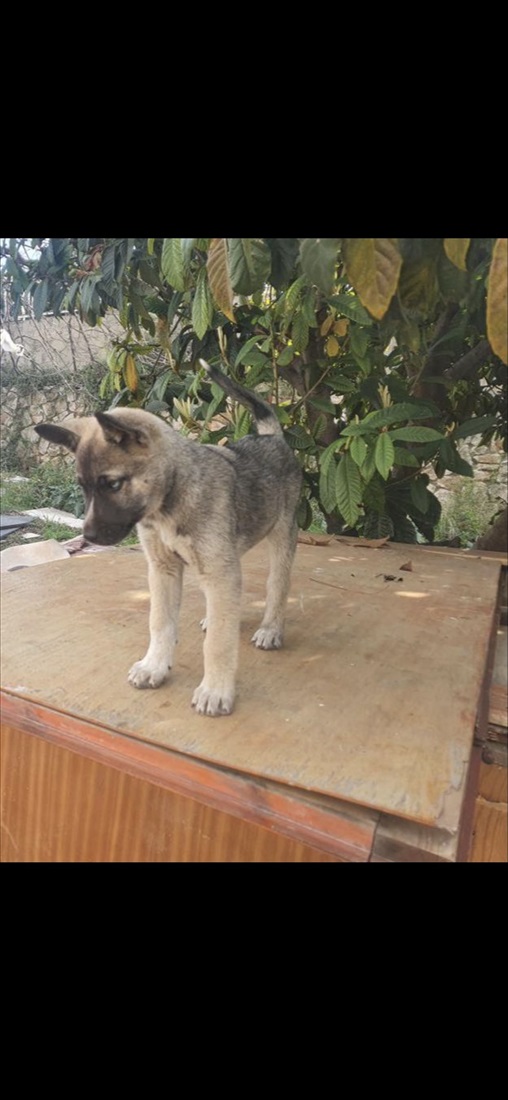 תמונה 4 ,כלבים אקיטה אמריקאי   כנימצ למכירה באבו סנאן