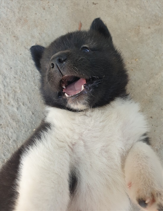 תמונה 1 ,כלבים אקיטה אמריקאי   אקיטה למכירה בבת חפר