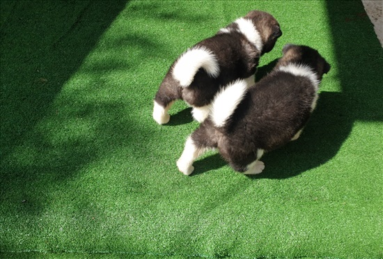 תמונה 2 ,כלבים אקיטה אמריקאי   אקיטה למכירה בבת חפר