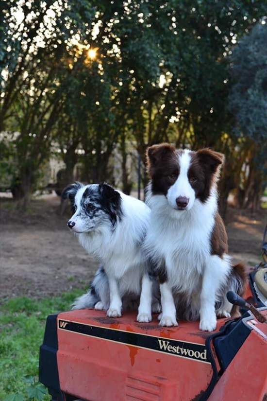 תמונה 1 ,כלבים בורדר קולי   בורדר קולי למכירה בחמד