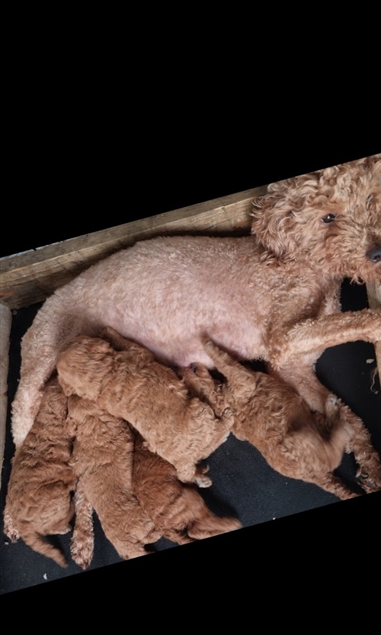 תמונה 1 ,כלבים פודל   גורים  למכירה בטבריה