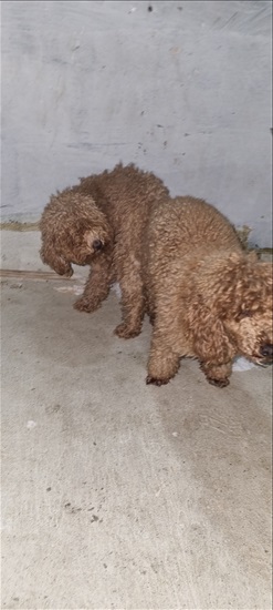 תמונה 4 ,כלבים פודל   גורים  למכירה בטבריה
