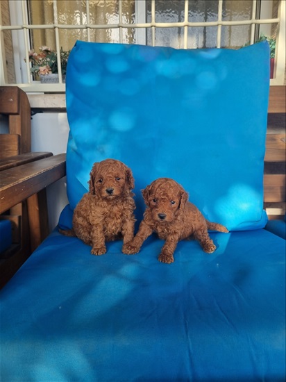 תמונה 2 ,כלבים פודל   גורים  למכירה בטבריה