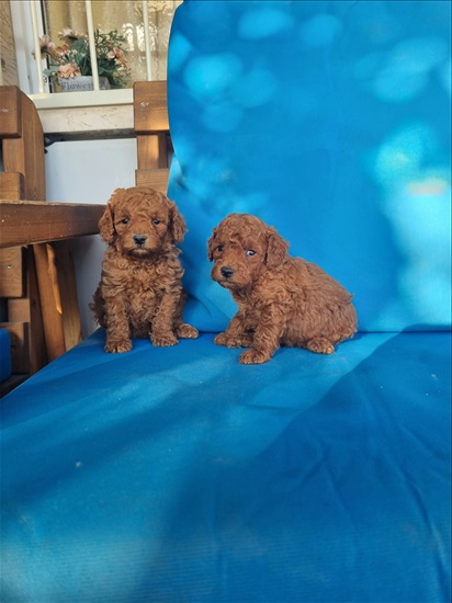 תמונה 1 ,כלבים פודל   גורים  למכירה בטבריה