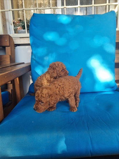 תמונה 3 ,כלבים פודל   גורים  למכירה בטבריה