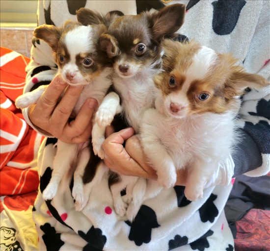 תמונה 2 ,כלבים צ`יוואווה   ציוואווה  למכירה בקרית גת