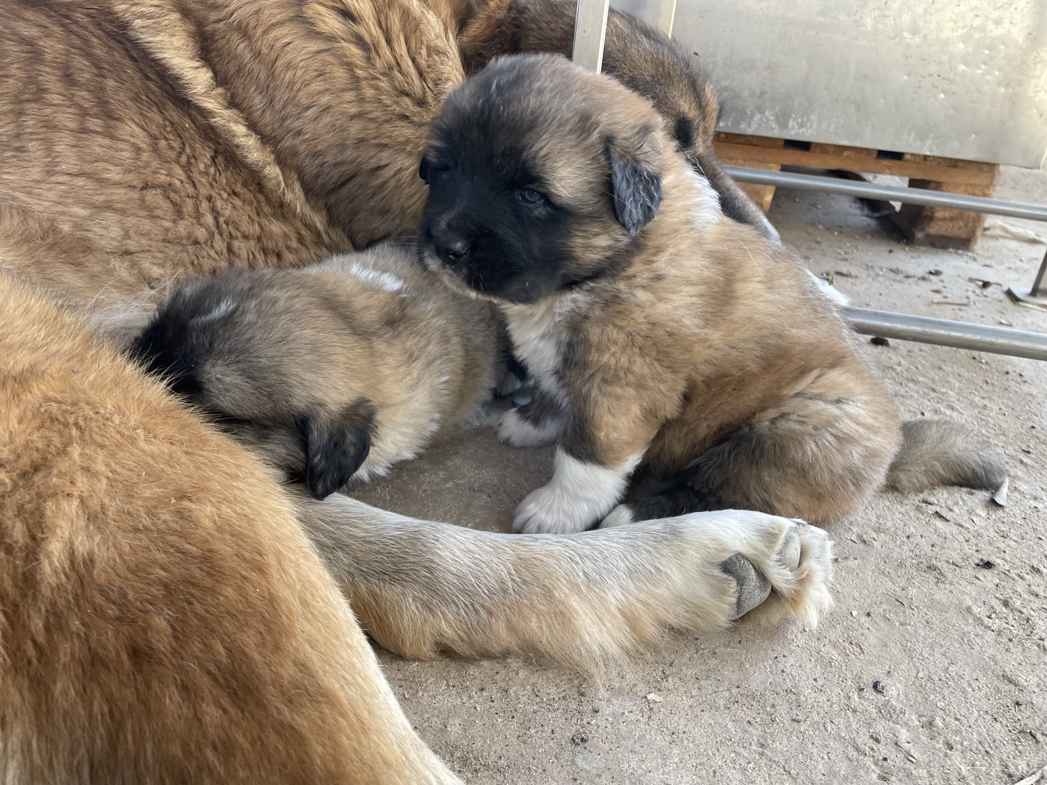 תמונה 1 ,כלבים רועה קאווקזי   רועה קווקזי למכירה בקרית גת