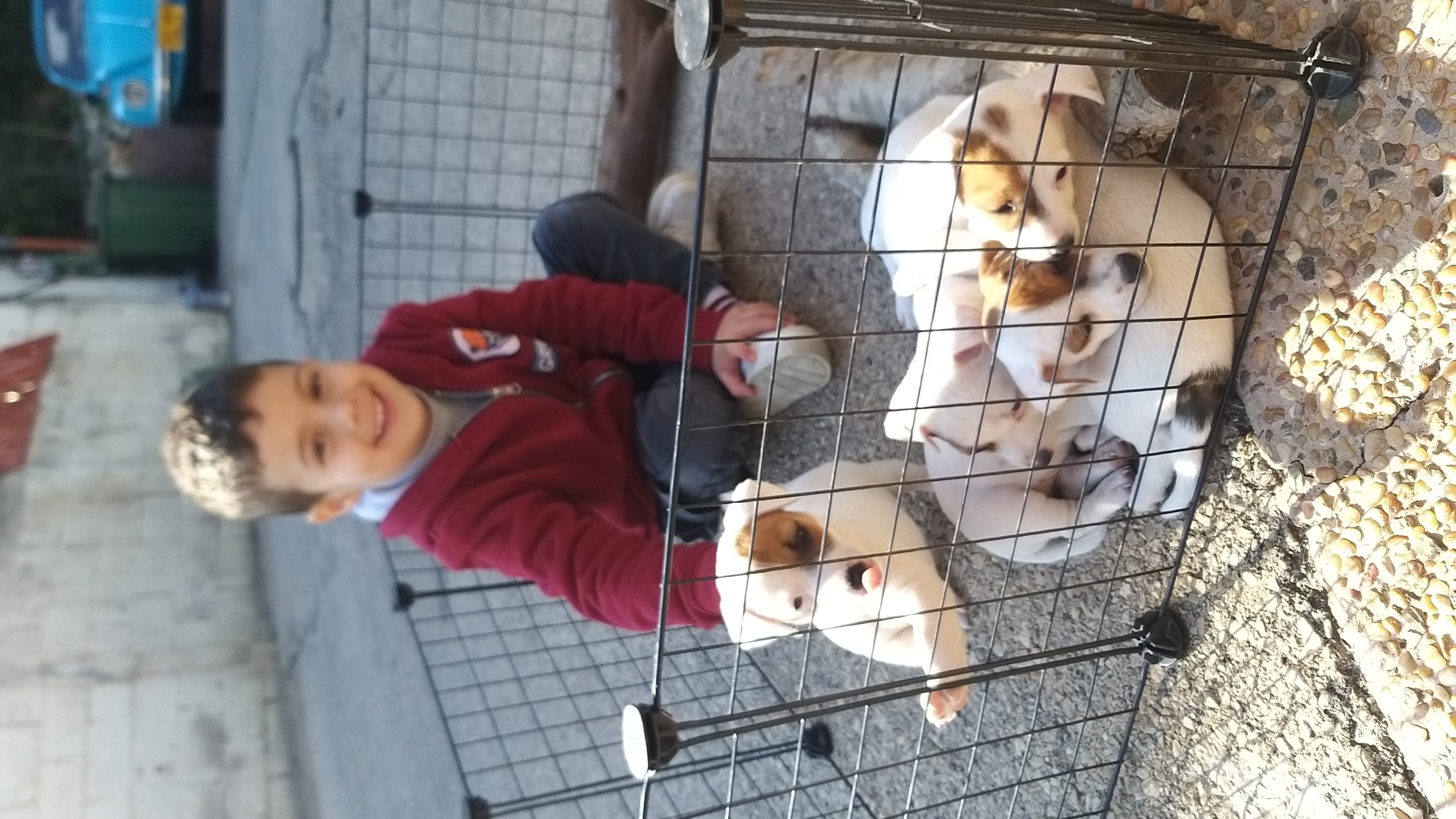 תמונה 1 ,כלבים גק ראסל טרייר   גאק ראסל למכירה בשפרעם