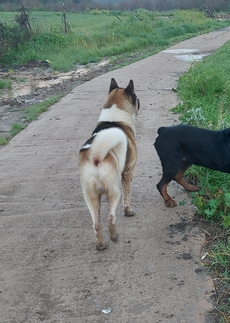 תמונה 4 ,כלבים אקיטה אמריקאי   כלב אקיטה אמריקאי למסירה בבסמת טבעון