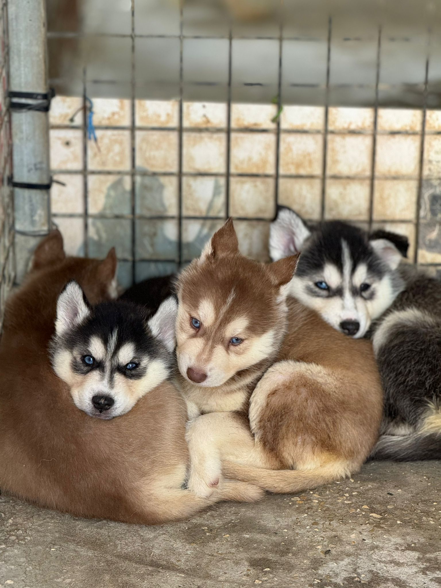 תמונה 2 ,כלבים האסקי סיביר   האסקי גזעי למכירה בעפולה והסביבה