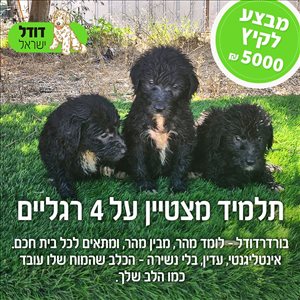 כלבים - לברדודל <br>       
