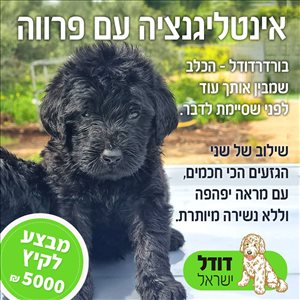 כלבים לברדודל  