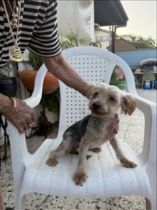 כלבים יורקשייר טרייר  