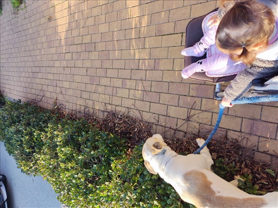 תמונה 3 ,כלבים כנעני   ג'ואי למסירה בקיבוץ להבות חביבה