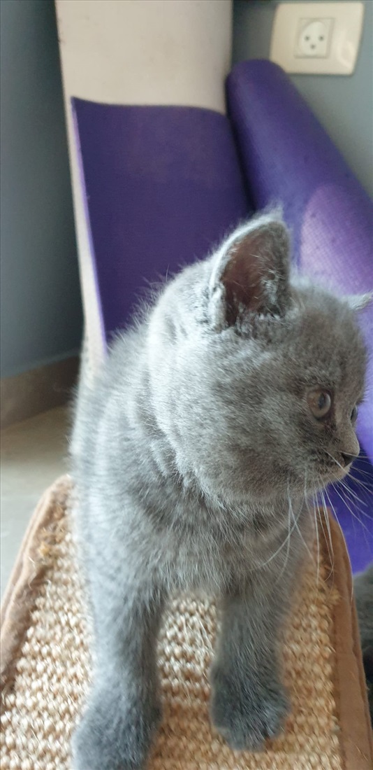 תמונה 2 ,חתולים בריטי קצר שיער   גורה בריטית בת חודשיים למכירה בפתח תקווה