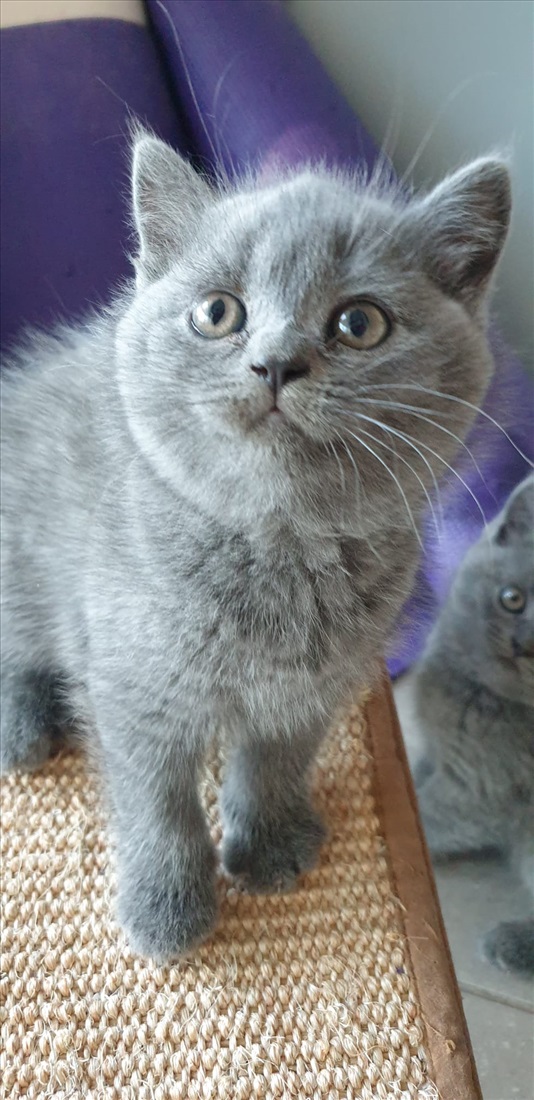 תמונה 4 ,חתולים בריטי קצר שיער   גורה בריטית בת חודשיים למכירה בפתח תקווה