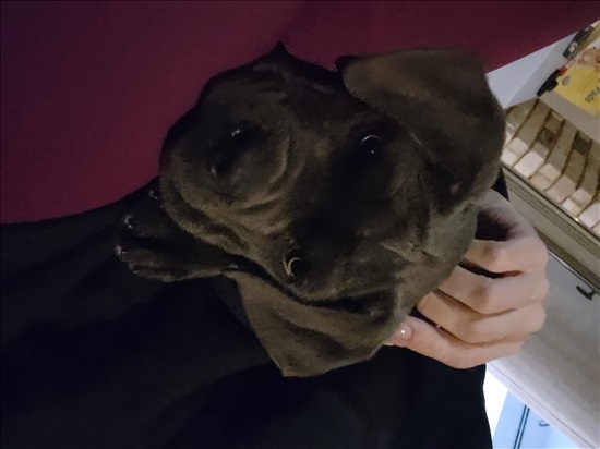 תמונה 3 ,כלבים קאנה קורסו   מקס  למכירה בראש פינה