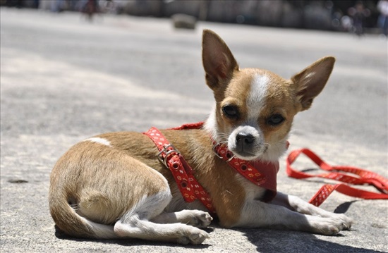 תמונה 1 ,כלבים צ`יוואווה   ציוואווה למכירה בקרית מלאכי