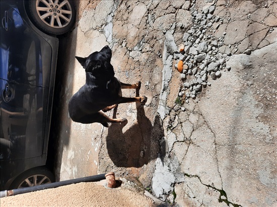 תמונה 1 ,כלבים זאב בלגי   רוקסי למסירה במג'דל שמס