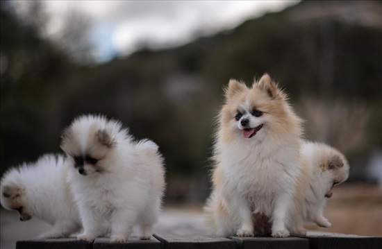 תמונה 2 ,כלבים פומרניאן   כלבים למכירה בבית ג'ן