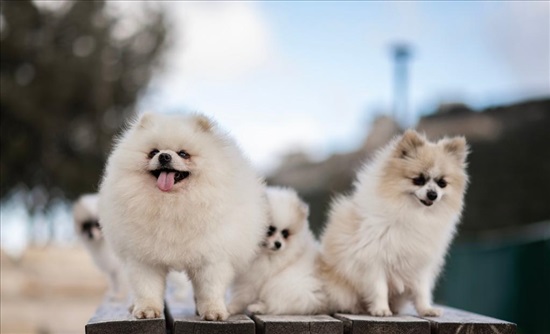 תמונה 3 ,כלבים פומרניאן   כלבים למכירה בבית ג'ן