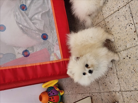 תמונה 3 ,כלבים פומרניאן   דויד למכירה באשדוד