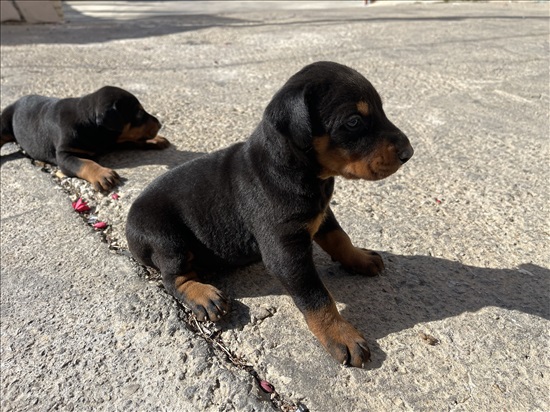 תמונה 2 ,כלבים דוברמן   גורים דוברמן למכירה במגאר