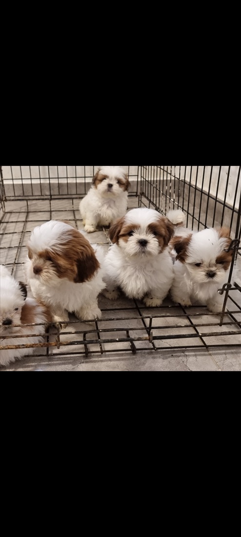 תמונה 4 ,כלבים שי צו   גוריי שיצו ברמה גבווהה  למכירה בבאר שבע