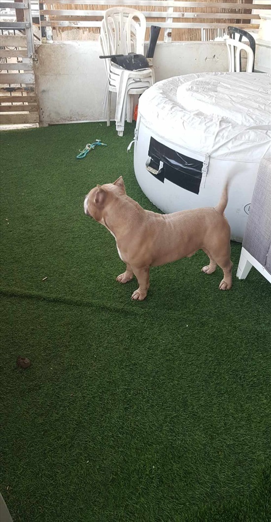 תמונה 1 ,כלבים כללי   אמריקן בולי פוקט למכירה בטבריה